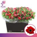 Anemone, rot - 10 Stiele
